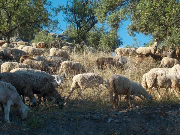 Flock of sheep grazing on a mountain, wild area. Sheep and lamb eating grass in the herd. Farming outdoor. Beautiful landscape. Animals in wilderness. Sunny day, amazing weather
