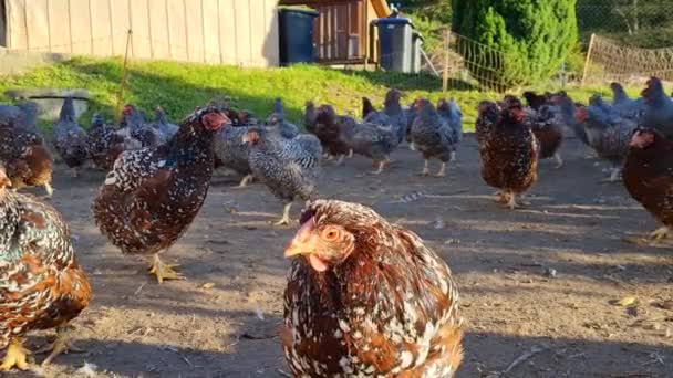 Close View Chickens Hens Looking Food Yard Agricultural Industry Breeding — Stock Video