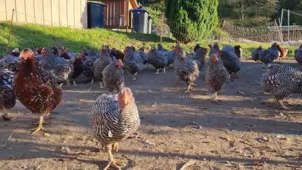 鶏のクローズアップビュー ヘンスは庭で食べ物を探している 農業産業 鶏の飼育 農場の国内の鳥 屋外での農業 農場の動物 晴れた日 素晴らしい天気 — ストック動画