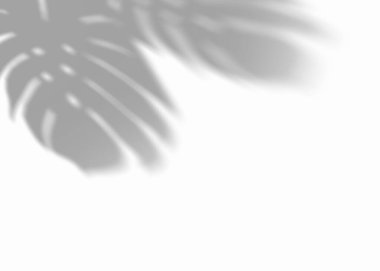 Canavar yapraklarının gölgesi, örtülü etki. Beyaz arka planda gerçekçi gri bir gölge. Ürün sunumu, fotoğraflar, arka plan için uygulanabilir. Güneş ışığı. 3 Boyutlu Hazırlama