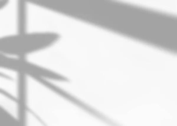 Shadow Window Plants Overlay Effect Realistic Gray Shadow White Background — Stock Photo, Image