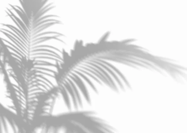 Palmiye Yapraklarının Gölgesi Kaplama Etkisi Beyaz Arka Planda Gerçekçi Gri — Stok fotoğraf