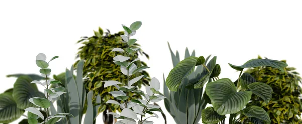 Rostliny Listy Izolované Bílém Pozadí Botanické Popředí Dolní Rám Ohraničení — Stock fotografie