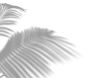 Palmiye yapraklarının gölgesi, kaplama etkisi. Beyaz arka planda gerçekçi gri bir gölge. Ürün sunumu, fotoğraflar, arka plan için uygulanabilir. Güneş ışığı. 3 Boyutlu Hazırlama