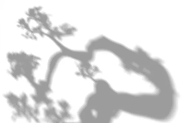 叶子和枝叶的阴影 覆盖效果 白色背景上现实的灰色阴影 适用于产品展示 背景等 3D渲染 — 图库照片