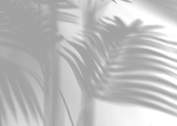 棕榈叶的阴影 覆盖效果 白色背景上现实的灰色阴影 适用于产品展示 背景等 3D渲染 — 图库照片