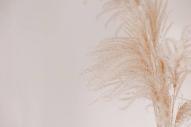 Pampa otlu doğal bir geçmişi var. Kurutulmuş yumuşak bitkiler, Cortaderia selloana. Kuru çimler, boho stili. Pastel renkler. Metin için alanı kopyala