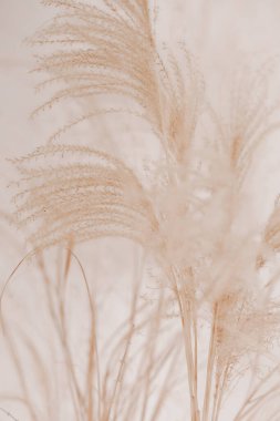Pampa otlu doğal bir geçmişi var. Kurutulmuş yumuşak bitkiler, Cortaderia selloana. Kuru çimler, boho stili. Dikey zemin, pastel renkler