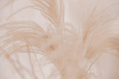 Pampa otlu doğal bir geçmişi var. Kurutulmuş yumuşak bitkiler, Cortaderia selloana. Kuru çimler, boho stili. Pastel renkler