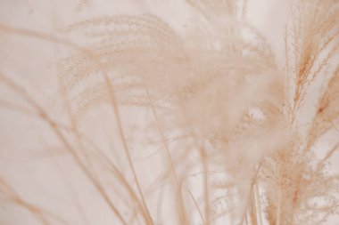 Pampa otlu doğal bir geçmişi var. Kurutulmuş yumuşak bitkiler, Cortaderia selloana. Kuru çimler, boho stili. Pastel renkler