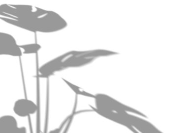 Canavar bitki yapraklarının gölgesi, örtülü etki. Beyaz arka planda gerçekçi gri bir gölge. Ürün sunumu, fotoğraflar, arka plan için uygulanabilir. Güneş ışığı. 3 Boyutlu Hazırlama