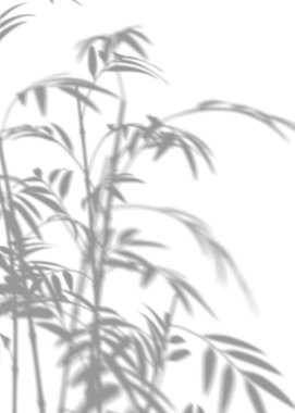 Bambu gölgesi, kaplama etkisi. Beyaz arka planda gerçekçi gri bir gölge. Sakin, doğadan esinlenilmiş temalar ve minimalist tasarım projeleri için idealdir. Güneş ışığı. 3 Boyutlu Hazırlama
