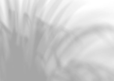 Bitki yapraklarının gölgesi, kaplama etkisi. Beyaz arka planda gerçekçi gri bir gölge. Ürün sunumu, fotoğraflar, arka plan için uygulanabilir. Güneş ışığı. 3 Boyutlu Hazırlama