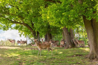 Bir geyik sürüsü ağaçların arasında huzur içinde otlarken görülebilir. Canlı yeşillik, gün boyunca ormanın sakin atmosferini ön plana çıkarıyor..