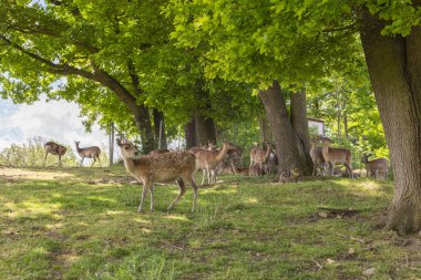 Bir grup geyik canlı yeşil bir ormanda uzun ağaçların arasında huzur içinde otlar. Güneş ışığı yaprakların arasından süzülerek vahşi yaşam için sakin bir atmosfer yaratır..