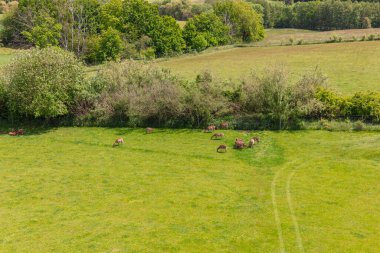Geyikler ağaçlar ve tarlalarla çevrili canlı yeşil bir çayırda otlarken görülüyor. Sahne, güneşli bir öğleden sonra kırsalda huzurlu bir anı yakalıyor.