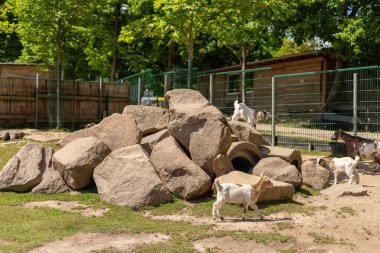 Keçiler güneşli bir günde yeşilliklerle çevrili canlı bir hayvanın etrafındaki bir kaya yığınının içinde keşfeder ve oynarlar. Ayarlar doğal davranışı ve etkileşimi teşvik eder..