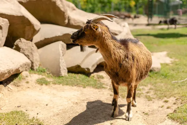 Bir keçi, taşlarla ve yeşil otlarla dolu açık bir alanda çevresini keşfeder. Güneş ışığı, doğanın güzelliğini sergileyerek, doğal ortamını merakla gözlemlerken kürkünü ön plana çıkarır..