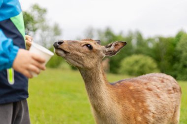 Meraklı bir geyik, yeşil bir çayırda elinde fincan tutan birinin yanında duruyor. Atmosfer sakin, arka planda ağaçlar ve bulutlu bir gökyüzü var..