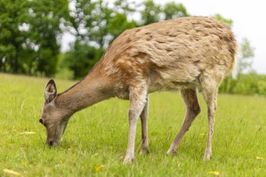 Bir geyik, ağaçlarla çevrili huzurlu bir çayırda canlı yeşil çimlerde otlamak için eğilir. Güneşli bir öğleden sonranın tadını çıkarıyor, sakin, doğal bir ortamda.