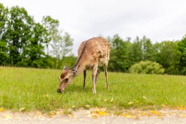 Genç bir geyik bulutlu bir gökyüzünün altında ağaçlarla çevrili sakin, yemyeşil bir yerde otlar. Sahne doğanın huzurunu yakalıyor..
