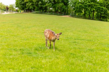Genç bir geyiğin yemyeşil bir çayırda yavaşça hareket ettiği, açık mavi gökyüzünün altındaki canlı çimlerin tadını çıkardığı görülüyor. Ağaçlar sahne için huzurlu bir zemin sağlar..
