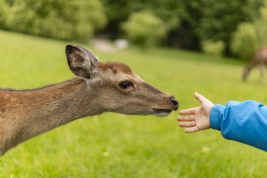 Bir çocuk canlı yeşil bir çayırda bir geyiğe dokunmak için uzanır ve açık mavi gökyüzünün altında insan ve doğa arasında bir bağlantı anı yaratır..