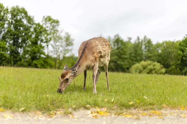 Genç bir geyik bulutlu bir gökyüzünün altında ağaçlarla çevrili sakin, yemyeşil bir yerde otlar. Sahne doğanın huzurunu yakalıyor..