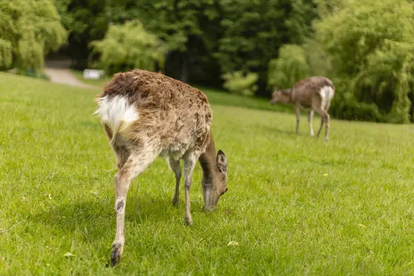 İki geyik huzur içinde dingin bir parkta canlı yeşil çimlerde otluyor. Uzun ağaçlar doğal bir zemin oluşturarak sıcak günün sükunetini arttırır..