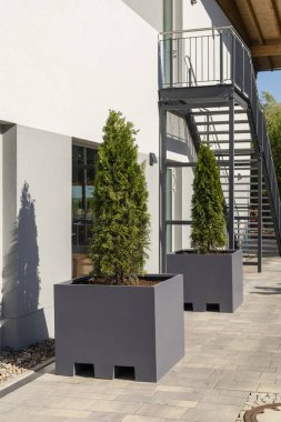 Bereketli kozalaklı ağaç içeren iki büyük, gri saksı ağacı modern bir binanın girişinin yanına yerleştirilir ve metal bir merdivenin yanında şık bir açık hava ortamı yaratır..