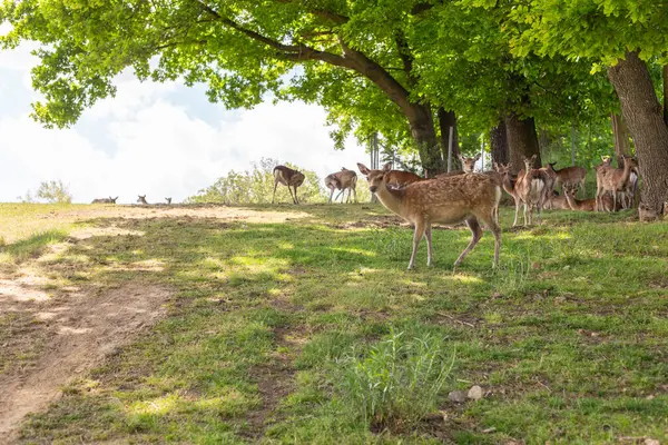 Bir grup geyik, açık mavi gökyüzünün altında canlı ağaçlarla çevrili çimenli bir yamaçta huzur içinde yiyecek arıyor ve doğada sakin bir atmosfer yaratıyorlar..