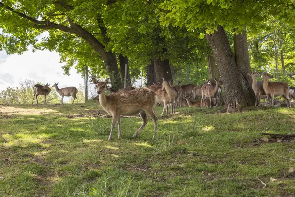 Bir grup geyik ağaçlarla çevrili yemyeşil bir alanda otluyor. Yumuşak güneş ışığı yaprakların arasından süzülerek doğada sakin bir atmosfer yaratır..