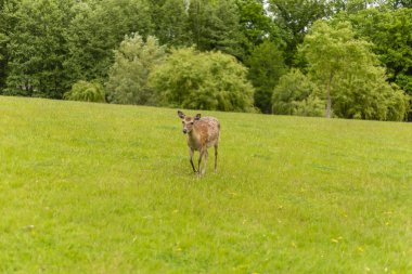 Genç bir geyik yeşil bir çayırda huzur içinde otluyor. Parlak güneş ışığı çevredeki ağaçları ve canlı yaprakları ortaya çıkararak manzarayı aydınlatır..