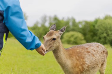 Bir geyik yemyeşil bir arazide uzanan bir insana nazikçe yaklaşır. Gökyüzü bulutlu görünüyor, etkileşime sakin bir ortam ekliyor..