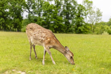 Bir geyik ağaçlarla çevrili açık bir alanda canlı yeşil çimlerde huzur içinde otluyor. Atmosfer sakin, bulutlu bir gökyüzü, huzur ortamını güçlendiriyor..