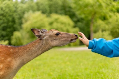 Bir insan canlı yeşil bir parkta bir geyiğe nazikçe dokunmak için elini uzatır. Güneşli bir gün, insanlar ve vahşi yaşam arasındaki bu doğal etkileşim için sıcak bir atmosfer yaratır..