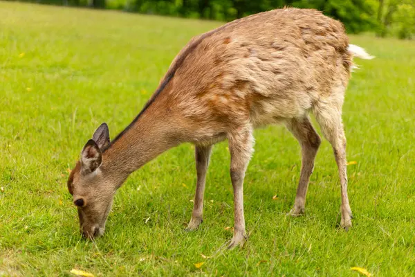 Canlı yeşil bir çayırda yiyecek arayan bir geyik görülüyor. Hayvan rahat ve memnun görünüyor, sıcak güneş ışığı altında taze otların tadını çıkarıyor..