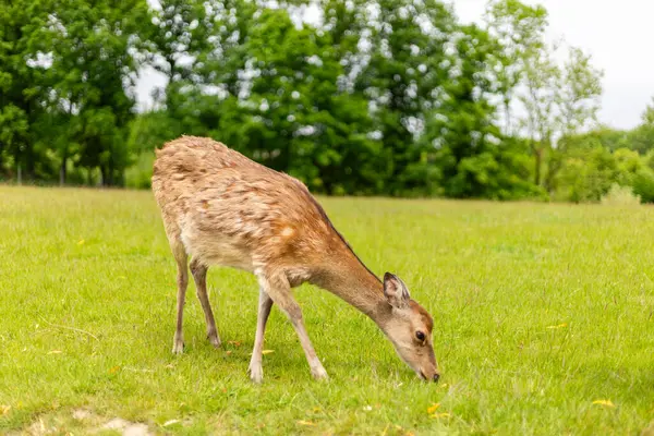Bir geyik ağaçlarla çevrili açık bir alanda canlı yeşil çimlerde huzur içinde otluyor. Atmosfer sakin, bulutlu bir gökyüzü, huzur ortamını güçlendiriyor..