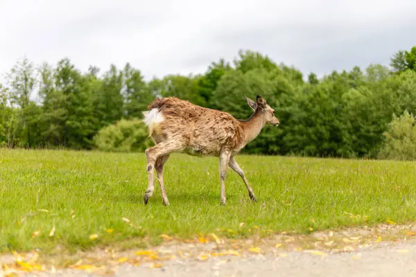 Bulutlu bir gökyüzünün altında ağaçlarla çevrili çimenli bir alanda zarif bir şekilde hareket eden genç bir geyik görülüyor. Yumuşak ışık, hassas özelliklerini ve kürkünü vurgular..