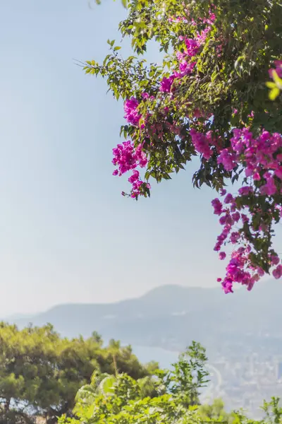 Canlı pembe bougainvillea çiçekleri uzak dağların ve parlak okyanusun nefes kesici manzarasının üzerinde asılı, açık bir günde, doğanın güzelliğini yakalıyor..