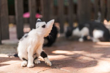 Neşeli genç bir kedi yavrusu bir açık alanda çevresini araştırır. Diğer kediler sıcacık bir günde güneşin tadını çıkarıyorlar..