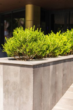 Bereketli yeşil bitkiler parlak bir beton ekicinin içinde düzgünce düzenlenir, günışığıyla yıkanan çağdaş bir binanın dış alanını genişletir..