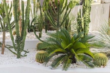 Canlı bir bahçe, uzun kaktüs ve gür tropikal yaprakların karışımını sergiler. Beyaz çakıllar bitkilerin etrafını sararak temiz ve modern bir manzara yaratıyor..