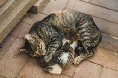 A mother cat is sleeping peacefully while cuddling her playful kitten on a sunlit brick floor. The two share a cozy and tender moment together.