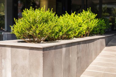 Bright green shrubs are neatly arranged in a stylish concrete planter next to a building entrance, catching sunlight and adding a fresh touch to the urban landscape.