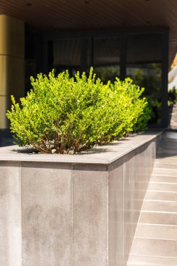 Lush green shrubs are arranged in a contemporary outdoor planter, enhancing the entrance of a modern building. Bright sunlight highlights the vibrant foliage and sleek design.