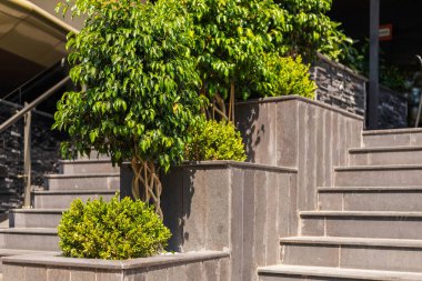 Green leafy plants are placed in stylish planters arranged beside a staircase. The daytime scenery showcases a contemporary design with clean lines and bright sunlight.