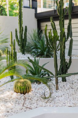 Different types of cacti and tropical plants grow in a stylish outdoor garden. Decorative white stones create an elegant landscape in a well-designed green space.