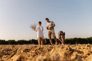 Bir baba ve küçük oğlu, neşeli köpekleri eşliğinde güneşli bir tarlada geziniyorlar. Doğayla iç içe öğleden sonranın tadını çıkarırlarken çocuk dal taşıyor..