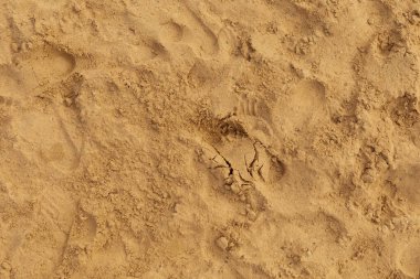 A sandy surface shows various animal tracks and patterns, indicating recent movement. The sun shines down, creating textures, while a peaceful landscape surrounds the area.